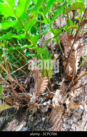 Oakleaf Farn (Drynaria quercifolia) wächst epiphytisch an einem Baumzweig in Cebu, Philippinen Stockfoto