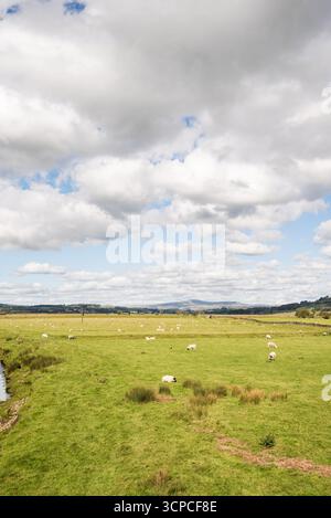 Schafe werden auf niedrig gelegenen Flächen am River Ribble oberhalb der Cow Bridge in Long Preston gehalten. Das Gebiet ist auch sehr wichtig für den Vogelschutz. Stockfoto
