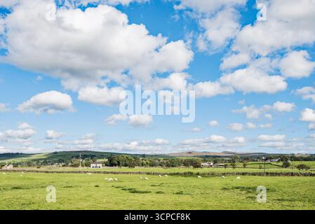 Schafe werden auf niedrig gelegenen Flächen am River Ribble oberhalb der Cow Bridge in Long Preston gehalten. Das Gebiet ist auch sehr wichtig für den Vogelschutz. Stockfoto