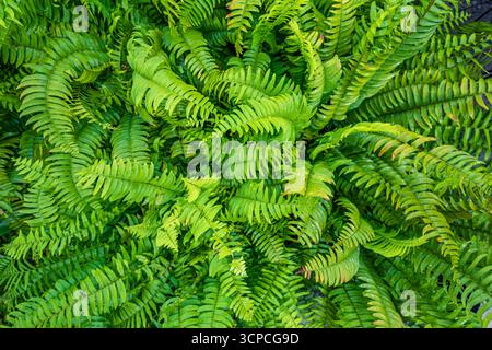 Abstrakte entspannende Zen Green Farn-Großansicht. Ruhiger, ruhiger Naturhintergrund, natürliche Textur. Beste botanische, friedliche, lebendige Laubpflanze Stockfoto
