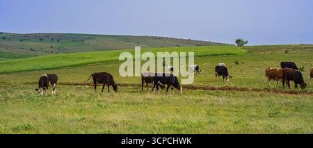Eine Herde Kühe weidet auf einer grünen Wiese. Vieh auf der flachen Ebene unter blauem Himmel. Stockfoto