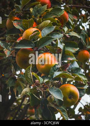 Reife Äpfel auf Baumzweigen im Obstgarten während der Erntezeit Stockfoto