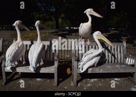 London, Großbritannien. September 2025. Pelicaner genießen die warme Sonne auf den Bänken im St. James's Park. Sechs große weiße Pelikane leben im Park im Zentrum von London. (Credit Image: © Vuk Valcic/SOPA Images via ZUMA Press Wire) NUR REDAKTIONELLE VERWENDUNG! Nicht für kommerzielle ZWECKE! Stockfoto
