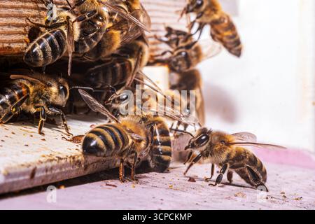 Makrofoto von Honigbienen, die am Eingang eines Bienenstocks fliegen. Imkerei-Konzept. Hochwertige Fotos. Leer für die Werbung für Imkereiprodukte. Stockfoto