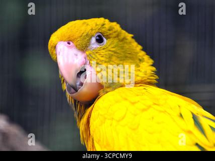 goldener Sittich oder goldene Konure, Königin von Bayern Konure, Goldsittich, Conure dorée, Guaruba guarouba, aranypapagáj Stockfoto