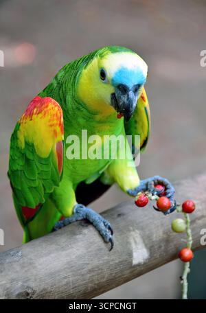 amazonas mit blauer Front, Papagei mit blauer Front, Blaustirnamazone, Amazone à Front bleu, Amazona aestiva, kékhomlokú Amazonas Stockfoto