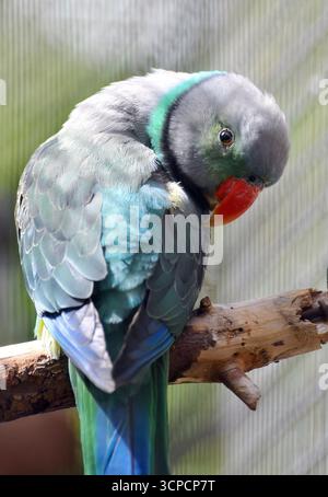 Blauflügelsittich, Malabar Sittich, Taubensittich, Perruche de Malabar, Psittacula columboides, malabár papagáj Stockfoto