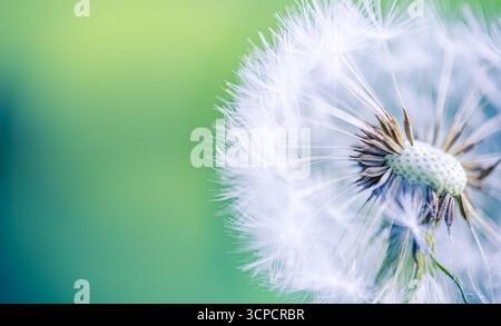 Makro-Nahaufnahme eines zarten weißen Löwenzahn-Samenkopfs auf weichem grünem Bokeh. Flauschige Taraxacum-Blowball-Wildpflanze. Botanischer Natur-Wildblumen-Frühlingshintergrund Stockfoto