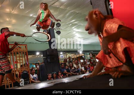 Bangkok, Bangkok, Thailand. September 2025. Die Prakit Monkey Show ist eine Performance, bei der Affen als Hauptdarsteller auftreten. Die Show läuft seit 1975 seit 50 Jahren. Es wird nun von der zweiten Generation verwaltet, die nach dem Tod seines Vaters die Kontrolle übernahm. Die Prakit Monkey Show ist die letzte verbliebene Monkey Show in Thailand am 25. September 2025 in Bangkok. (Kreditbild: © Nattaphon Phanphongsanon/ZUMA Press Wire) NUR REDAKTIONELLE VERWENDUNG! Nicht für kommerzielle ZWECKE! Stockfoto