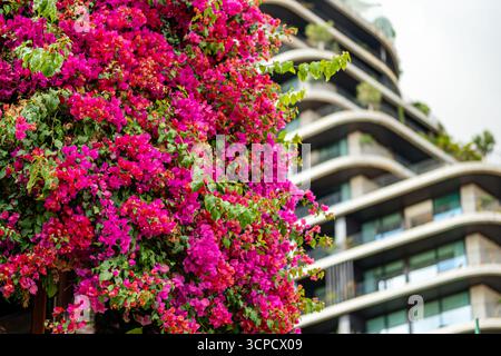 Ein lebhafter Bougainvillea-Busch mit rosafarbenen und fuchsianischen Blüten und grünen Blättern steht im Vordergrund und schafft eine wunderschöne Natur Stockfoto