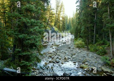 Rocky River, der bei Sonnenaufgang in Big Sky, Montana, an den Kiefern entlang läuft Stockfoto