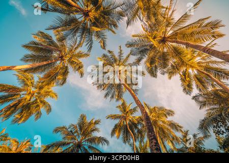 Atemberaubende Palmen Blätter unter weichem Sonnenuntergang Himmel farbenfroher tropischer Natur Hintergrund herrliche malerische Aussicht ideale Sommer Wallpaper natürliche Landschaft Stockfoto