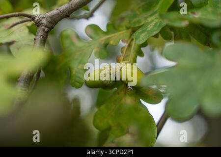 Eiche Eicheln auf Zweig. Zwei frische grüne Eicheln wachsen auf einem Eichenzweig zwischen Blättern. Die Nahaufnahme erfasst die Details des natürlichen Wachstums. Stockfoto