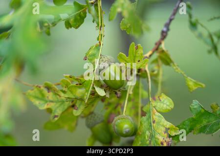 Grüne Eicheln auf Verzweigung. Frische grüne Eicheln hängen an einem Zweig, umgeben von gefleckten Eichenblättern. Die Nahaufnahme erfasst natürliche Details und Wachstum. Stockfoto