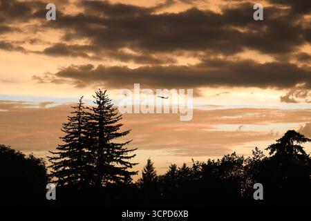 Aufsteigendes Jet-Flugzeug in Silhouette gegen Wolken glühend weiß, Gold, Orange über Bäumen bei Sonnenuntergang an einem Sommerabend Stockfoto