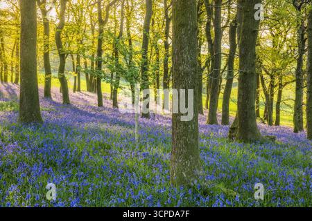 Glockenblumen (Endymion non-scriptus) blühen im Wald von Eiche (Quercus robur) in der Nähe von Blandford Forum, Dorset, England, Großbritannien, April 2025 Stockfoto