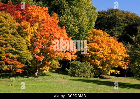 Herbstfarben im Batsford Arboretum, Moreton-in-Marsh, Gloucestershire. UK. Acers. Stockfoto