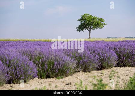 Endloses Lavendelfeld in Blüte mit einsamem Baum und goldenem Weizen im Hintergrund. Violette Blüten sorgen für einen atemberaubenden Kontrast. Stockfoto