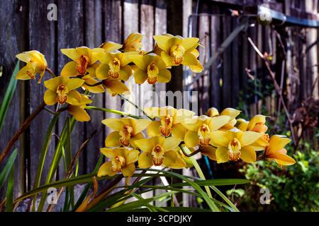 Sydney, New South Wales, Australien. September 2025. Eine atemberaubende Ansammlung goldener Cymbidium-Orchideen in voller Blüte in einem Garten im Hinterhof in Sydney, NSW, Australien. (Kreditbild: © Tara Malhotra/ZUMA Press Wire) NUR REDAKTIONELLE VERWENDUNG! Nicht für kommerzielle ZWECKE! Stockfoto