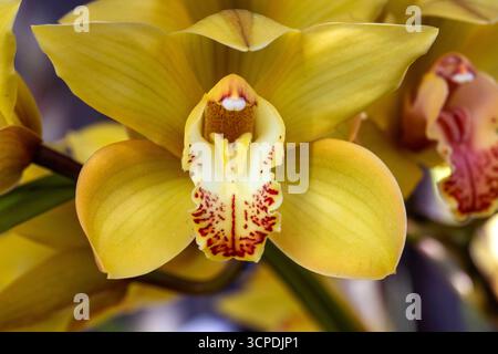 Sydney, New South Wales, Australien. September 2025. Eine atemberaubende Ansammlung goldener Cymbidium-Orchideen in voller Blüte in einem Garten im Hinterhof in Sydney, NSW, Australien. (Kreditbild: © Tara Malhotra/ZUMA Press Wire) NUR REDAKTIONELLE VERWENDUNG! Nicht für kommerzielle ZWECKE! Stockfoto