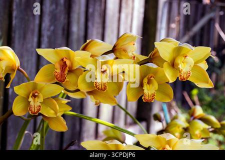Sydney, New South Wales, Australien. September 2025. Eine atemberaubende Ansammlung goldener Cymbidium-Orchideen in voller Blüte in einem Garten im Hinterhof in Sydney, NSW, Australien. (Kreditbild: © Tara Malhotra/ZUMA Press Wire) NUR REDAKTIONELLE VERWENDUNG! Nicht für kommerzielle ZWECKE! Stockfoto
