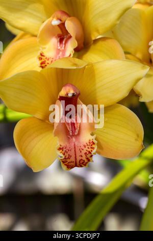 Sydney, New South Wales, Australien. September 2025. Eine atemberaubende Ansammlung goldener Cymbidium-Orchideen in voller Blüte in einem Garten im Hinterhof in Sydney, NSW, Australien. (Kreditbild: © Tara Malhotra/ZUMA Press Wire) NUR REDAKTIONELLE VERWENDUNG! Nicht für kommerzielle ZWECKE! Stockfoto