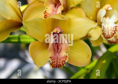Sydney, New South Wales, Australien. September 2025. Eine atemberaubende Ansammlung goldener Cymbidium-Orchideen in voller Blüte in einem Garten im Hinterhof in Sydney, NSW, Australien. (Kreditbild: © Tara Malhotra/ZUMA Press Wire) NUR REDAKTIONELLE VERWENDUNG! Nicht für kommerzielle ZWECKE! Stockfoto