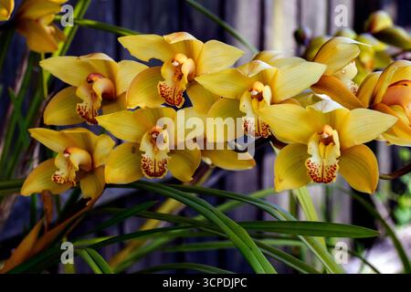 Sydney, New South Wales, Australien. September 2025. Eine atemberaubende Ansammlung goldener Cymbidium-Orchideen in voller Blüte in einem Garten im Hinterhof in Sydney, NSW, Australien. (Kreditbild: © Tara Malhotra/ZUMA Press Wire) NUR REDAKTIONELLE VERWENDUNG! Nicht für kommerzielle ZWECKE! Stockfoto