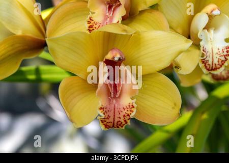 Sydney, New South Wales, Australien. September 2025. Eine atemberaubende Ansammlung goldener Cymbidium-Orchideen in voller Blüte in einem Garten im Hinterhof in Sydney, NSW, Australien. (Kreditbild: © Tara Malhotra/ZUMA Press Wire) NUR REDAKTIONELLE VERWENDUNG! Nicht für kommerzielle ZWECKE! Stockfoto