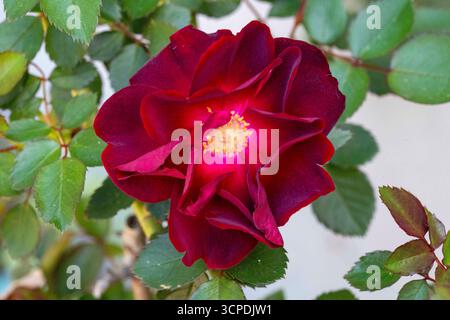 Sydney, New South Wales, Australien. September 2025. Eine leuchtende rote Rose in voller Blüte, die ihre komplexen Blütenblätter und das goldene Zentrum in einem Garten im Hinterhof in Sydney, NSW, Australien, zeigt. (Kreditbild: © Tara Malhotra/ZUMA Press Wire) NUR REDAKTIONELLE VERWENDUNG! Nicht für kommerzielle ZWECKE! Stockfoto