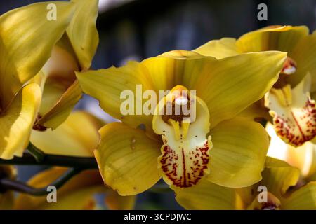 Sydney, New South Wales, Australien. September 2025. Eine atemberaubende Ansammlung goldener Cymbidium-Orchideen in voller Blüte in einem Garten im Hinterhof in Sydney, NSW, Australien. (Kreditbild: © Tara Malhotra/ZUMA Press Wire) NUR REDAKTIONELLE VERWENDUNG! Nicht für kommerzielle ZWECKE! Stockfoto
