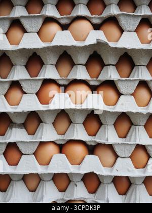 Stapel von Eiern in Kartons Stockfoto