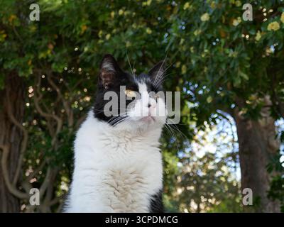 Schwarz-weiße Katze, die aus Nahaufnahme aus dem Gesicht blickt Stockfoto