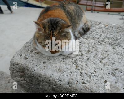 Schlafende Calico-Katze draußen auf einer Steinbank mit Blick auf die Kamera Stockfoto