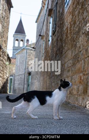 Eine neugierige schwarz-weiße Katze steht wachsam in einer sonnendurchfluteten Kopfsteinpflasterallee, die von alten Steinmauern eingerahmt ist. In der Ferne erhebt sich ein Kirchturm, der einen Hist hinzufügt Stockfoto