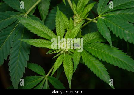 Nahaufnahme Einer jungen Cannabispflanze mit Einer sich entwickelnden Knospe, auch bekannt als Cola, bedeckt mit glitzernden Trichomen und feinen Stempeln Stockfoto