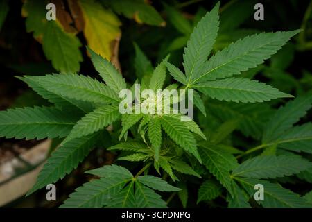 Nahaufnahme Einer jungen Cannabispflanze mit Einer sich entwickelnden Knospe, auch bekannt als Cola, bedeckt mit glitzernden Trichomen und feinen Stempeln Stockfoto