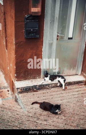 Zwei entspannte Katzen - eine schwarz-weiße und eine schwarz - liegen auf einer abgenutzten Türschwelle neben einer Metalltür und einem Briefkasten, rustikalen Stuckwand und strukturiertem Pflaster Stockfoto
