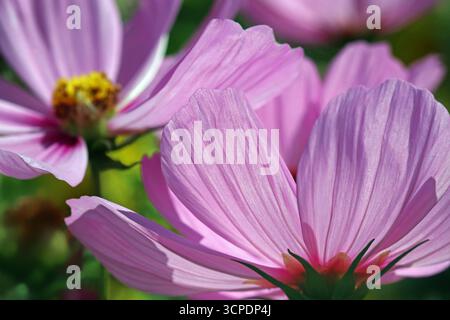 Blassrosafarbene Gartenkosmos (Cosmos Bipinnatus; mexikanische Aster; Cosmea) blüht im Hochsommer in der hellen August-Sonne fröhlich Stockfoto