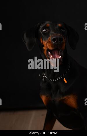 Doberman Porträt im Fotostudio vor schwarzem Hintergrund Stockfoto