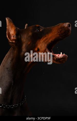 Doberman Porträt im Fotostudio vor schwarzem Hintergrund Stockfoto