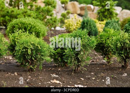 Kleine Thuja-Bäume, die im Garten draußen wachsen. Die Kultivierung des immergrünen Thuja. Kleine und junge Nadelbäume im Landschaftsdesign. Stockfoto