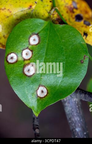 Blattfleckgallen (wahrscheinlich Gattung Meunieriella) auf gemeinem Greenbrier Blatt (Smilax rotundifolia) - Brevard, North Carolina, USA Stockfoto