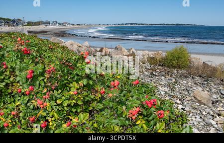 Strandrose: Wilde Rosensträucher produzieren im Spätsommer rote Beeren (Hagebutten) entlang der Küste von Maine. Stockfoto