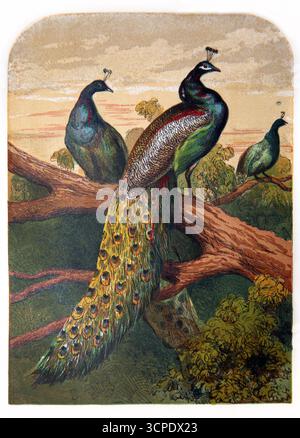Illustration von Pfauen während biblischer Zeiten aus dem 19. Jahrhundert Bildlesungen von Reverend William Owen Band 1 Stockfoto