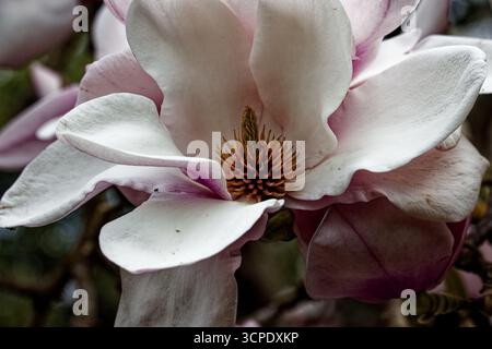 Magnolia Milky Way: Ein kräftiger, offen verzweigter Laubbaum mit einer Höhe von etwa 10 m und in der Mitte des Frühlings cremeweißen bis weißen Blüten. Stockfoto
