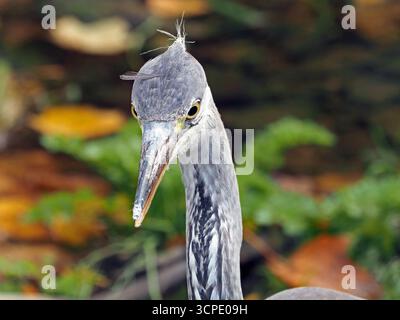Nahaufnahme eines jungen Graureihers (Ardea cinerea) mit unreifem Gefieder und Nahrungssuche am Ufer des Baches in Cumbria, England, Großbritannien Stockfoto