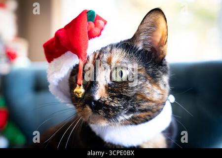 Die Katze trägt während der Weihnachtszeit einen Weihnachtsmann-Hut. Stockfoto