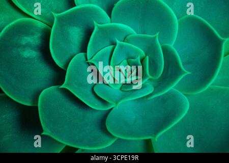 Sukkulenten Pflanzenkaktus. Leuchtend grün echeveria lilacina, gebräuchlicher Name Geister echeveria. Fraktale sukkulente Blätter blühen. Symmetrisches Muster Stockfoto