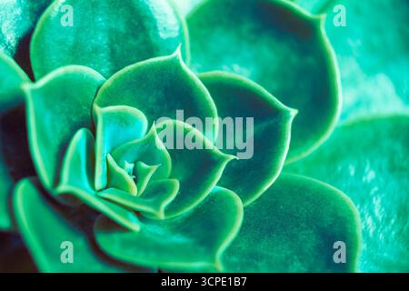Sukkulenten Pflanzenkaktus. Leuchtend grün echeveria lilacina, gebräuchlicher Name Geister echeveria. Fraktale sukkulente Blätter blühen. Symmetrisches Muster Stockfoto